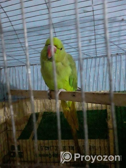 ফিমেল রিংনেক বিক্রি হবে