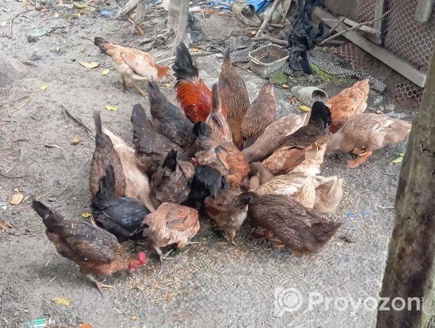 হাঁস দেশি বিক্রি করা হবে