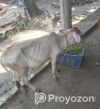 দেশি গরু