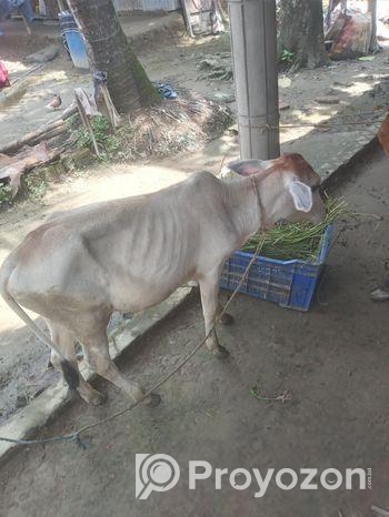 দেশি গরু