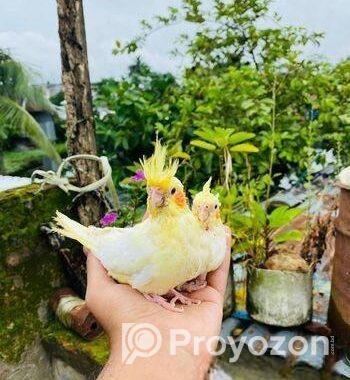 লুটিনো ককাটেল বেবি