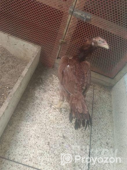 ASEEL MURGI AND MOROG