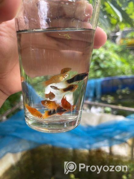 প্লাটি মাছ ৭ টাকা পিছ