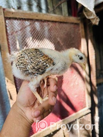 দেশি মুরগির বাচ্চা