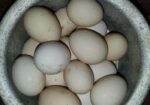দেশি মুরগির ডিম