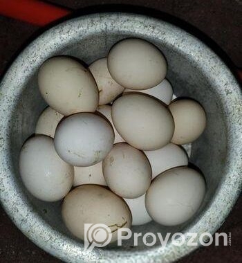 দেশি মুরগির ডিম