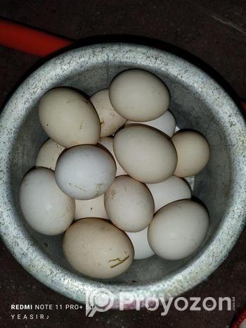 দেশি মুরগির ডিম