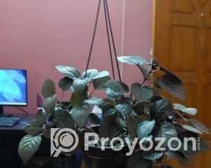 fitted-72_2025-08-26_17-42-59