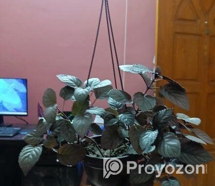 Purple Passion/Velvet Plant