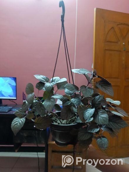 Purple Passion/Velvet Plant