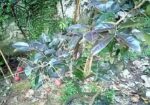 Rubi Longan Tree রুবি লংগান গাছ