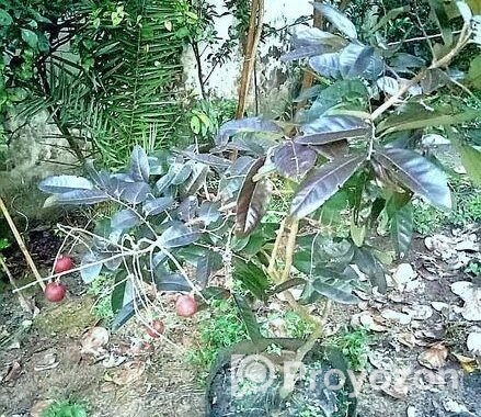 Rubi Longan Tree রুবি লংগান গাছ