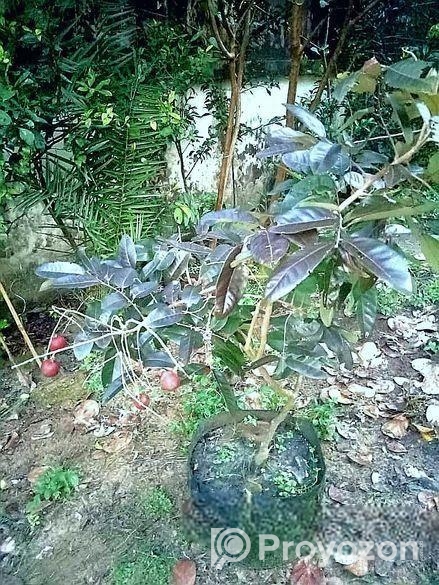 Rubi Longan Tree রুবি লংগান গাছ