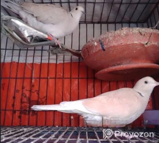 অস্ট্রেলিয়ান ঘুঘু রানিং