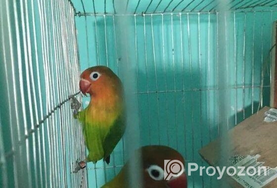 লাভ বার্ড গ্রীন ফিসার