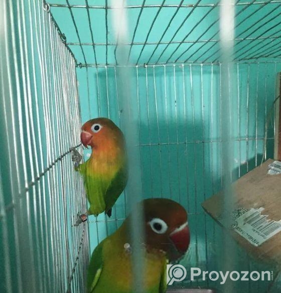 লাভ বার্ড গ্রীন ফিসার