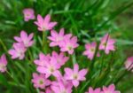 Rain Lily বা পিঁয়াজ ফুল গাছ