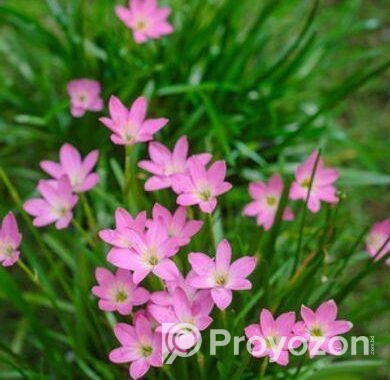 Rain Lily বা পিঁয়াজ ফুল গাছ