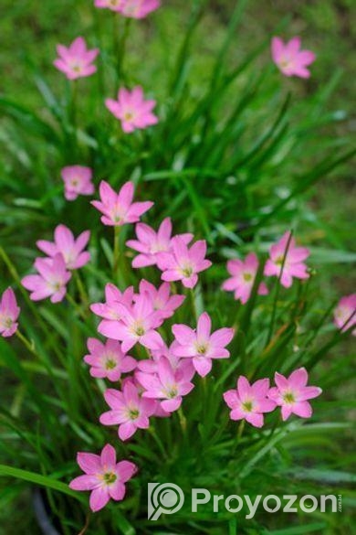 Rain Lily বা পিঁয়াজ ফুল গাছ