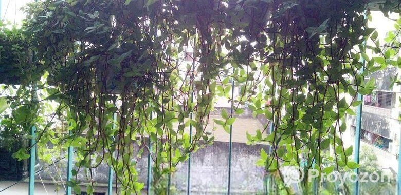 ঝুলনি গাছ