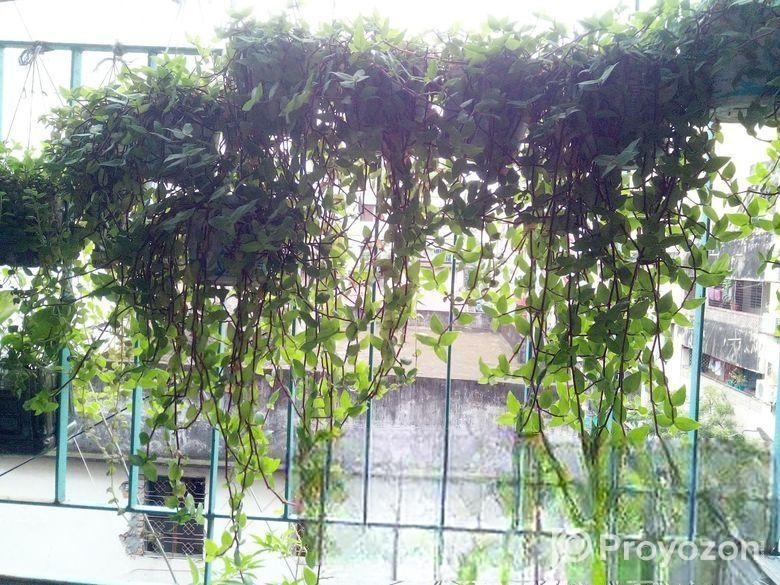 ঝুলনি গাছ