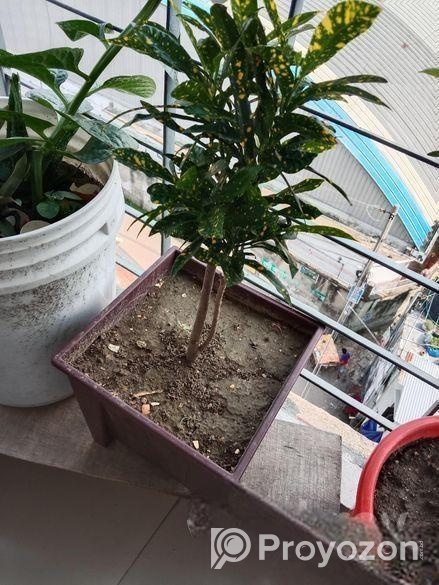 গাছ ও টপ