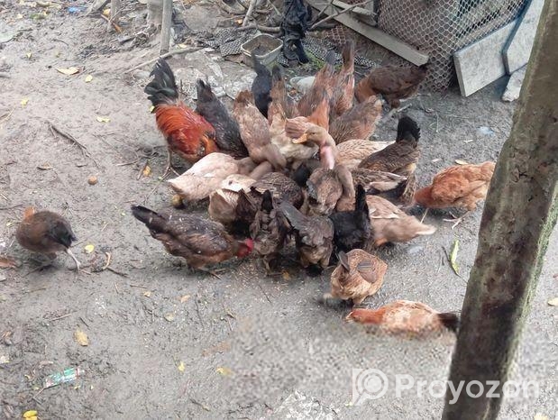 হাঁস দেশি বিক্রি করা হবে