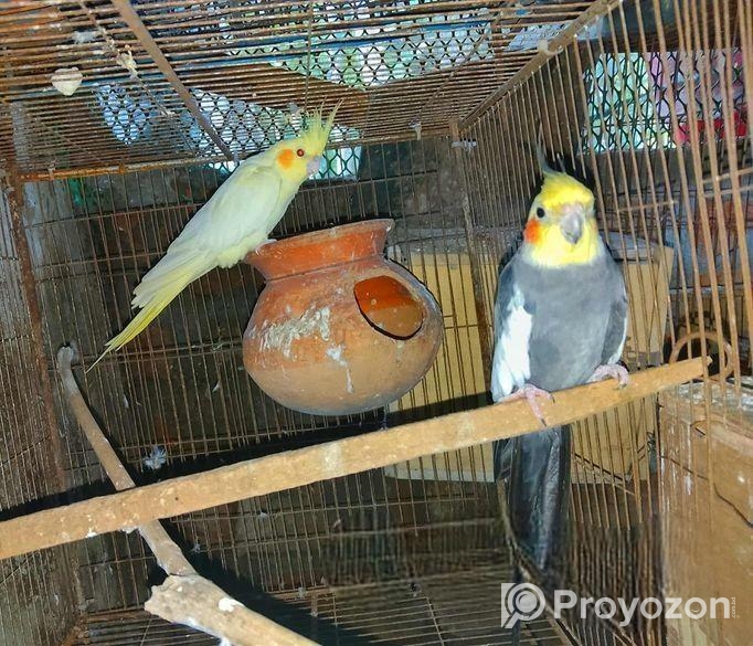 Cokatail Full Ranning