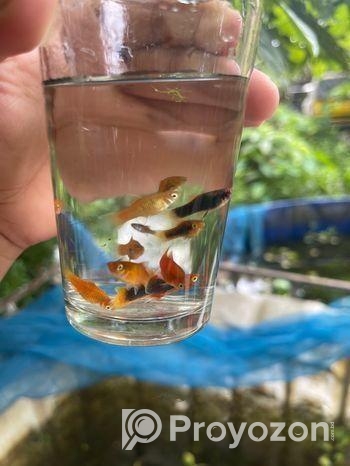 প্লাটি মাছ