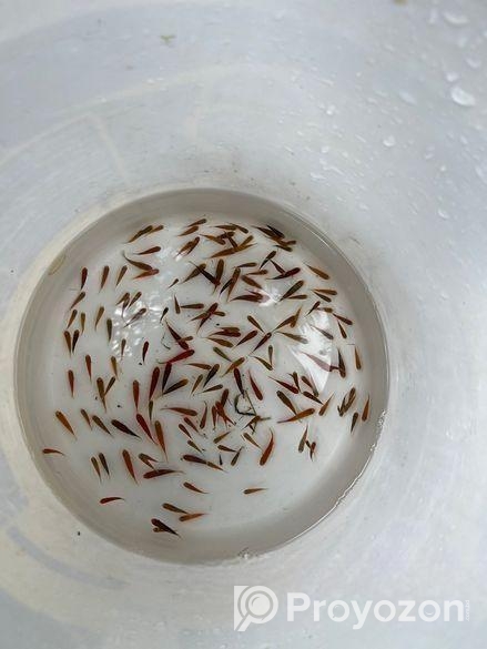 প্লাটি মাছ ৭ টাকা পিছ