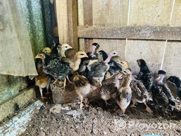 দেশি মুরগির বাচ্চা