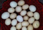 দেশি মুরগির ডিম