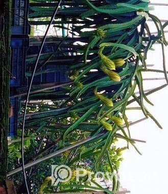 ড্রাগন গাছ বিক্রি হবে