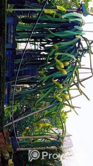 ড্রাগন গাছ বিক্রি হবে