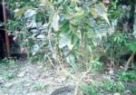 Rubi Longan Tree রুবি লংগান গাছ
