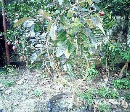Rubi Longan Tree রুবি লংগান গাছ