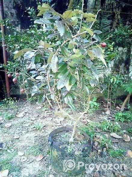 Rubi Longan Tree রুবি লংগান গাছ
