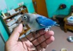 full tame love bird for sale