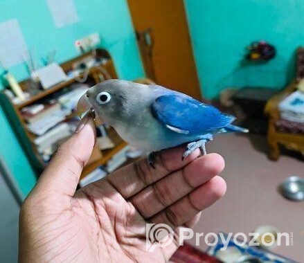full tame love bird for sale