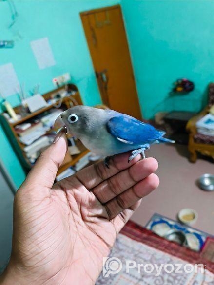 full tame love bird for sale