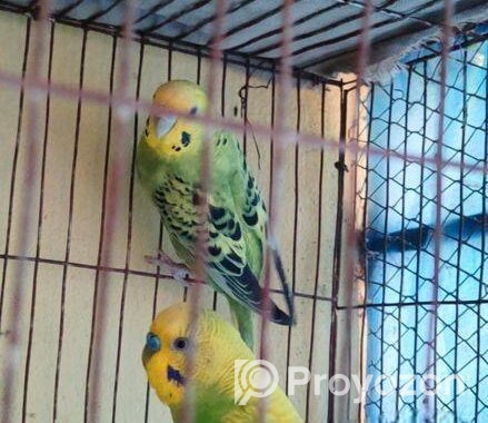 বাজিগর পাখি