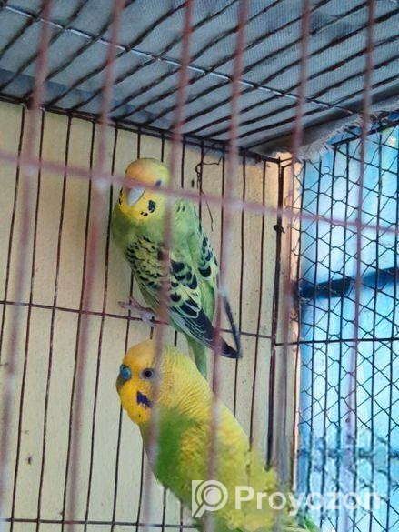 বাজিগর পাখি