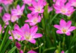 Rain Lily বা পিঁয়াজ ফুল গাছ