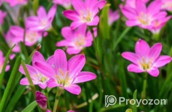 Rain Lily বা পিঁয়াজ ফুল গাছ