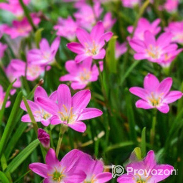 Rain Lily বা পিঁয়াজ ফুল গাছ