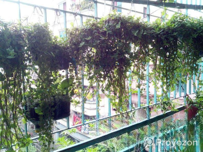 ঝুলনি গাছ