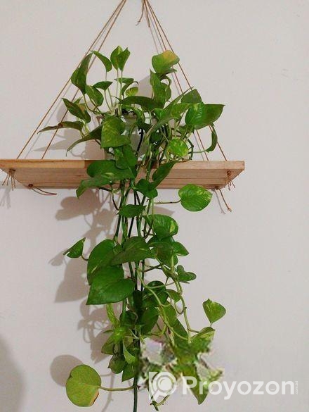 মানি প্লান্ট