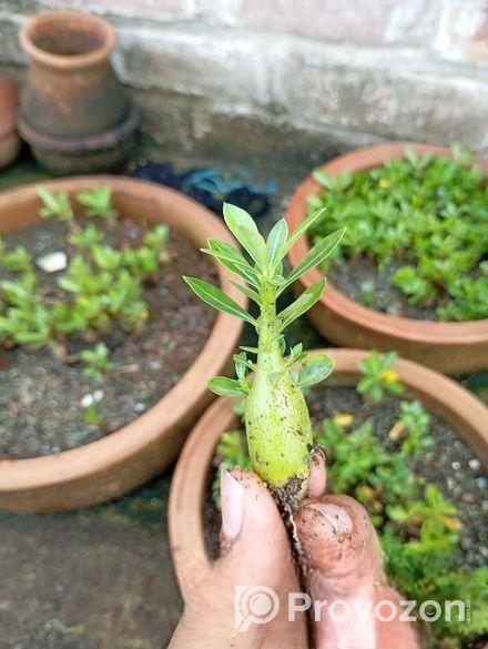 এডুনিয়াম