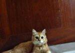 Female persian cat sell