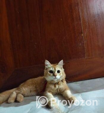 Female persian cat sell